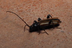 Phymatodes testaceus