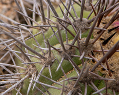 Copiapoa marginata