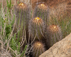 Copiapoa marginata
