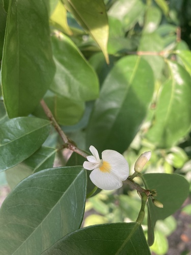 Baphia nitida, photograph 6