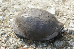 Terrapene carolina major