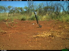 Chrysococcyx basalis