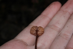 Laccaria striatula
