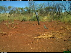 Chrysococcyx basalis