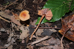 Laccaria striatula