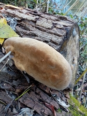 Phellinus alni