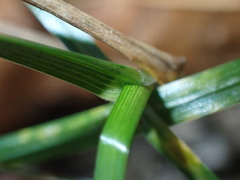 Bromus hordeaceus