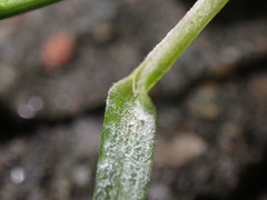 Bromus hordeaceus
