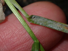 Bromus hordeaceus