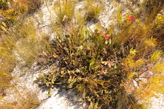 Protea acaulos