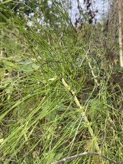 Equisetum telmateia telmateia