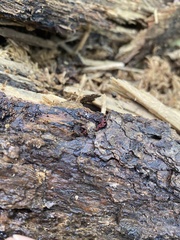 Metatrichia vesparium