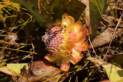 Protea acaulos