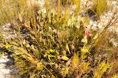 Protea acaulos