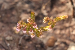 Erica spumosa