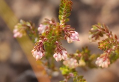 Erica spumosa