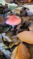 Russula cremoricolor