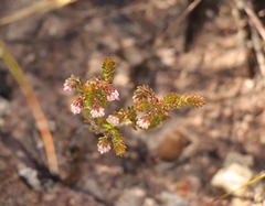 Erica spumosa