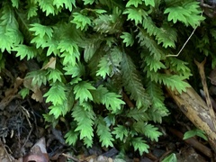 Fissidens taxifolius