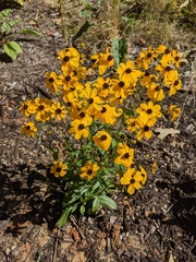 Coreopsis palustris