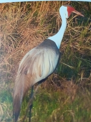 Bugeranus carunculatus