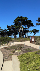 Cupressus macrocarpa