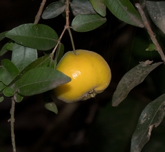 Eugenia pyriformis