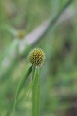 Cyperus melanospermus