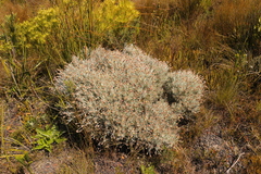 Syncarpha gnaphaloides