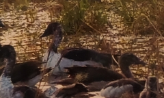 Sarkidiornis melanotos