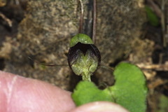 Corybas trilobus