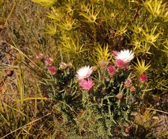 Phaenocoma prolifera