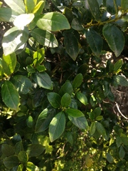 Rhamnus prinoides