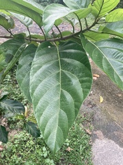 Ficus fistulosa