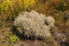 Syncarpha gnaphaloides