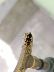 Oncopeltus unifasciatellus