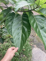 Ficus fistulosa