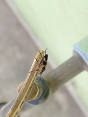 Oncopeltus unifasciatellus