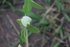 Vigna luteola