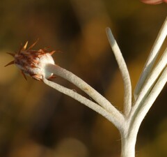 Syncarpha gnaphaloides