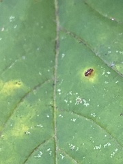 Vasates aceriscrumena