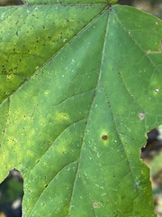 Vasates aceriscrumena