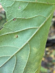 Vasates aceriscrumena