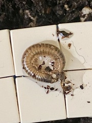 Ommatoiulus moreleti