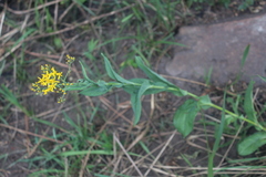 Senecio latifolius