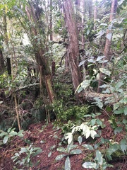 Phyllocladus trichomanoides