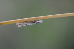 Agriphila beieri