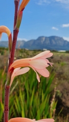 Watsonia