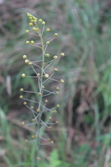 Eriospermum