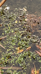 Nasturtium officinale